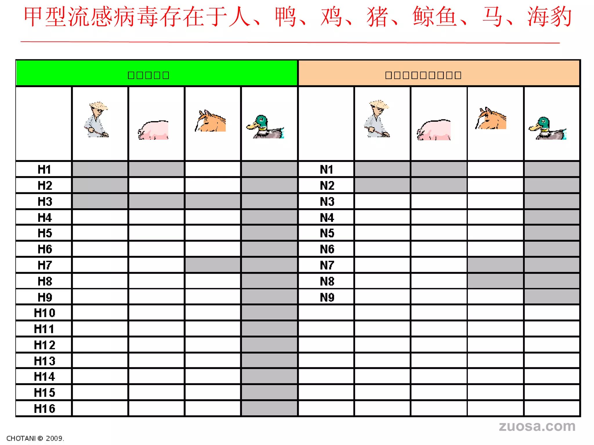 甲型流感病毒存在于人、 鸭、鸡、猪、鲸鱼、马、海豹 zuosa.com 