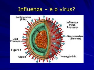 Influenza – e o vírus?
 