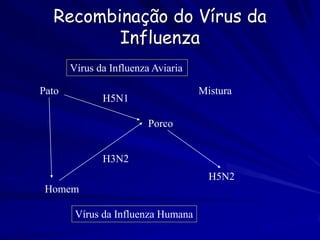 Recombinação do Vírus da
         Influenza
       Vírus da Influenza Aviaria

Pato                                Mistura
              H5N1

                         Porco


              H3N2
                                      H5N2
 Homem

        Vírus da Influenza Humana
 