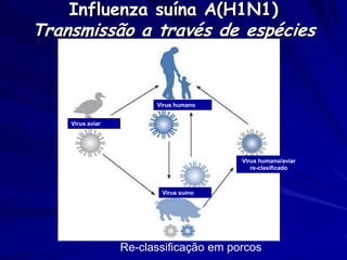 Influenza suína A(H1N1)
Transmissão a través de espécies


                        Virus humano


    Virus aviar




                                        Virus humano/aviar
                                           re-clasificado



                         Virus suíno




                  Re-classificação em porcos
 