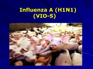 Influenza A (H1N1)
     (VIO-S)‫‏‬
 