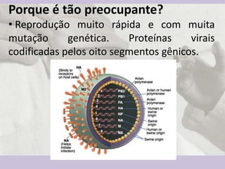 Porque é tão preocupante?
• Reprodução muito rápida e com muita
mutação genética. Proteínas virais
codificadas pelos oito segmentos gênicos.
