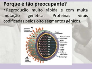 Porque é tão preocupante?
• Reprodução muito rápida e com muita
mutação genética. Proteínas virais
codificadas pelos oito ...