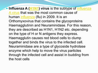  Influenza A (H1N1) virus is the subtype of influenza
A virus that was the most common cause of
human influenza (flu) in 2009. It is an
Orthomyxovirus that contains the glycoproteins
Haemagglutinin and Neuraminidase. For this reason,
they are described as H1N1, H1N2 etc. depending
on the type of H or N antigens they express.
Haemagglutin causes red blood cells to clump
together and binds the virus to the infected cell.
Neuraminidase are a type of glycoside hydrolase
enzyme which help to move the virus particles
through the infected cell and assist in budding from
the host cells
 