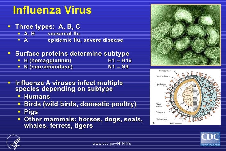 H1 N1 Powerpoint