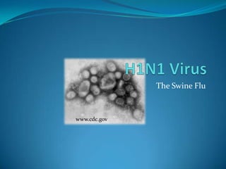 H1N1 Virus The Swine Flu www.cdc.gov 