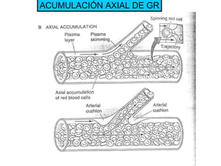 ACUMULACIÓN AXIAL DE GR 