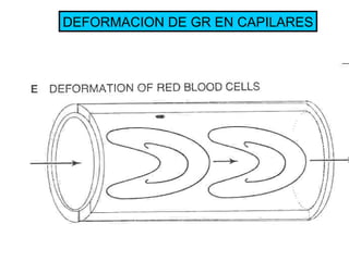 DEFORMACION DE GR EN CAPILARES 