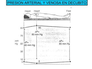 PRESION ARTERIAL Y VENOSA EN DECUBITO 