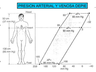 PRESION ARTERIAL Y VENOSA DEPIE 