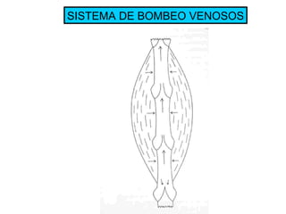 SISTEMA DE BOMBEO VENOSOS 