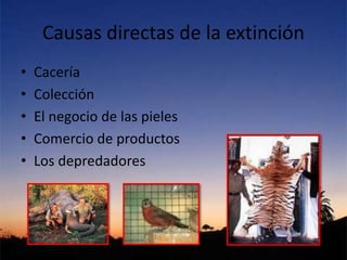 Causas directas de la extinción
• Cacería
• Colección
• El negocio de las pieles
• Comercio de productos
• Los depredadores
 