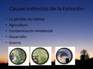 Causas indirectas de la Extinción
• La pérdida de hábitat
• Agricultura
• Contaminación Ambiental
• Desarrollo
• Guerra
 