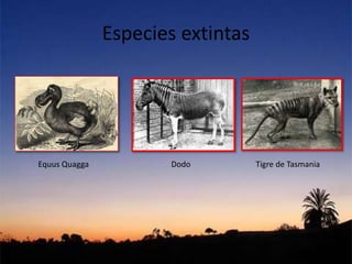 Especies extintas
Equus Quagga Dodo Tigre de Tasmania
 