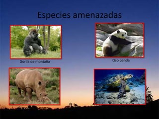 Especies amenazadas
Gorila de montaña
Rinoceronte negro
Oso panda
Tortuga marina
 