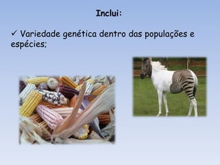 Inclui:Variedade genética dentro das populações e espécies; Variedade de comunidades, habitats e ecossistemas. Variedade de espécies da fauna e flora e de microrganismos;Importância da Biodiversidade Motivos éticos - o ser humano tem o dever moral de proteger outras formas de vida, como espécie dominante no Planeta; Motivos estéticos - as pessoas apreciam a natureza e gostam de ver animais e plantas no seu estado selvagem; 