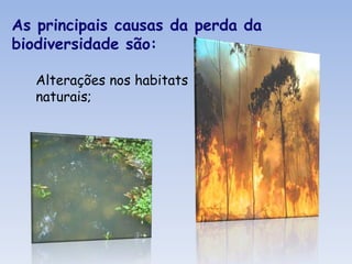 		Sobrexploração:• florestas,• Oceanos,• Rios,• Lagos, • Solos;