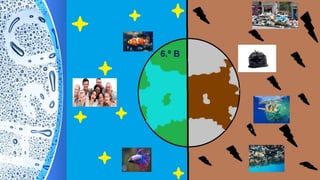 6.º B
 