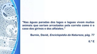 “Nas águas paradas dos lagos e lagoas vivem muitos
animais que seriam arrastados pela correte como é o
caso dos girinos e dos alfaiates.”
Burnie, David, Enciclopédia da Natureza, pág. 77
6.º E
 