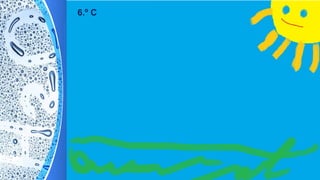 6.º C
 