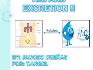 H2O AND EXCRETION !! Related  BY: JACOBO DUEÑAS FOR: T.ANGEL  