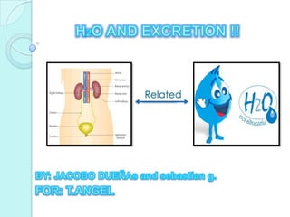 H2O AND EXCRETION !!Related BY: JACOBO DUEÑAs and sebastian g.FOR: T.ANGEL 