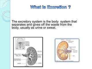 What Is Excretion ?The excretory system is the body  system that separates and gives off the waste from the body, usually as urine or sweat.