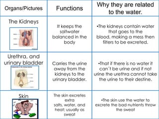 Organs/PicturesFunctionsWhy they are related to the water.The KidneysIt keeps the saltwater balanced in the bodyThe kidneys contain water that goes to the blood, making a mess then filters to be excreted.Urethra, and urinary bladderCarries the urine away from the kidneys to the urinary bladder.That if there is no water it can´t be urine and if not urine the urethra cannot take the urine to their destine.The skin excretes extra salts, water, and  heat; usually as sweatThe skin use the water to excrete the bad nutrients throw the sweat  Skin