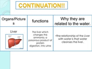 CONTINUATION!!Organs/PicturesfunctionsWhy they are related to the water.LiverThe liver which changes the ammonia, a poisonous product of protein digestion, into urineThe relationship of the Liver with water is that water cleanses the liver.||RELATION||The excretion and the water are related because sometimes the water cold be part of the excretion and if no water the      	intestine  couldn´t work and if that 		not work it cannot process 		the excretion….its like a cycle.