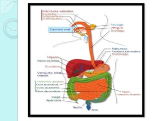 H2O and Excretion !!