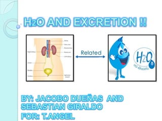 H2O AND EXCRETION !! Related  BY: JACOBO DUEÑAS  AND SEBASTIAN GIRALDO FOR: T.ANGEL  