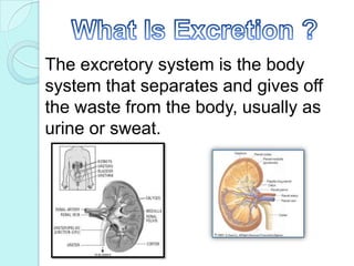 What Is Excretion ?The excretory system is the body  system that separates and gives off the waste from the body, usually as urine or sweat.
