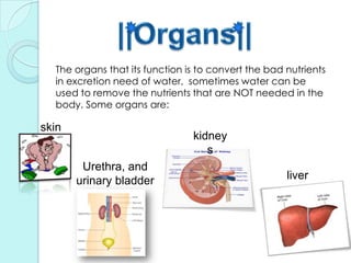 ||Organs||The organs that its function is to convert the bad nutrients in excretion need of water,  sometimes water can be used to remove the nutrients that are NOT needed in the body. Some organs are:skinkidneysUrethra, and urinary bladderliver