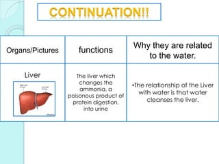 CONTINUATION!!Organs/PicturesfunctionsWhy they are related to the water.LiverThe liver which changes the ammonia, a poisonous product of protein digestion, into urineThe relationship of the Liver with water is that water cleanses the liver.||RELATION||The excretion and the water are related because sometimes the water cold be part of the excretion and if no water the      	intestine  couldn´t work and if that 		not work it cannot process 		the excretion….its like a cycle.