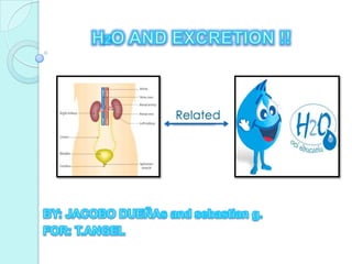 H2O AND EXCRETION !! Related  BY: JACOBO DUEÑAs and sebastian g. FOR: T.ANGEL  
