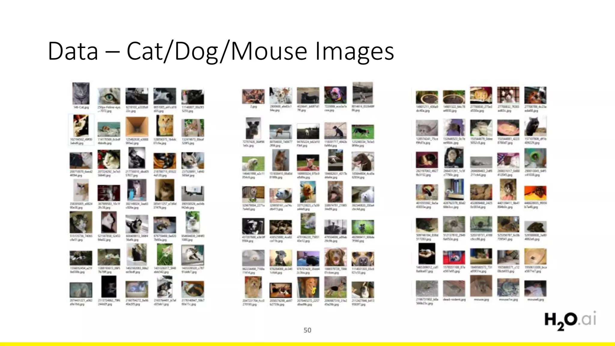 Data – Cat/Dog/Mouse Images
50
 