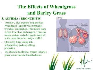 The Effects of Wheatgrass and Barley Grass 2. DIABETESArginine and vanadium help release insulin from the pancreas and help increase glucose uptake in the muscles.