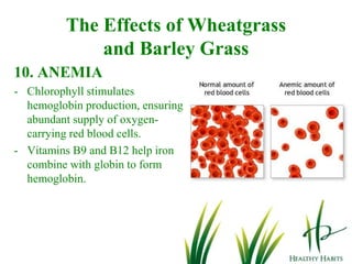 The starch form of wheatgrass can be absorbed and converted into simple sugar in 20 min as a quick energy source.