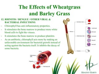 The Effects of Wheatgrass and Barley Grass3. CANCERSuperoxide dismutase (SOD) repairs DNA to prevent developing cancer cells. It is also a free radical scavenger.