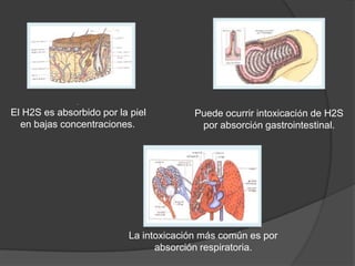 .
El H2S es absorbido por la piel          Puede ocurrir intoxicación de H2S
  en bajas concentraciones.               por absorción gastrointestinal.




                           La intoxicación más común es por
                                 absorción respiratoria.
 
