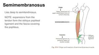 Comprehensive Overview of Hamstring Muscles: Anatomy, Functions, and ...