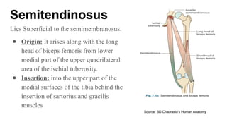 Comprehensive Overview of Hamstring Muscles: Anatomy, Functions, and ...
