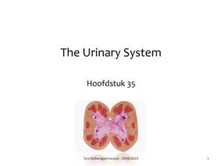 The Urinary System Hoofdstuk 35 Sint Oelbertgymnasium - 2009/2010 1 