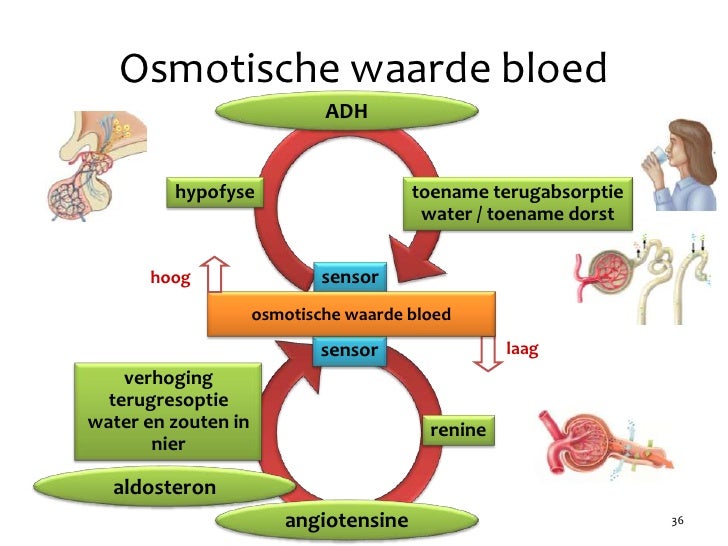 Hoofdstuk 35 - Audesirk