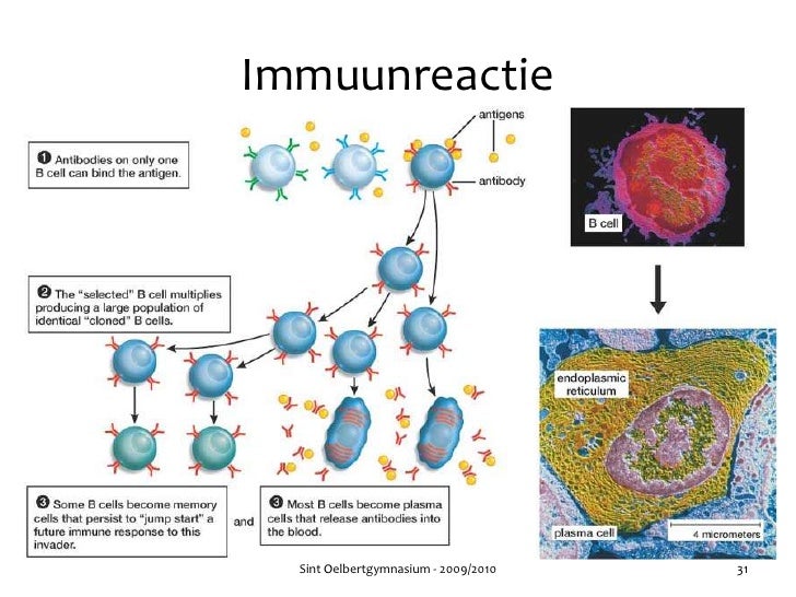 Hoofdstuk 36 - Audesirk