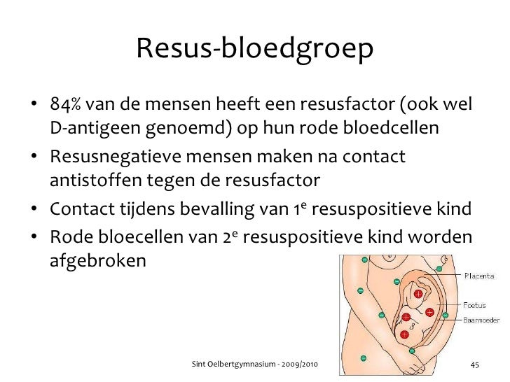 bloedgroep a rhesus d positief