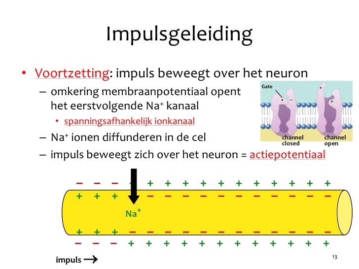 Hoofdstuk 38 - Audesirk