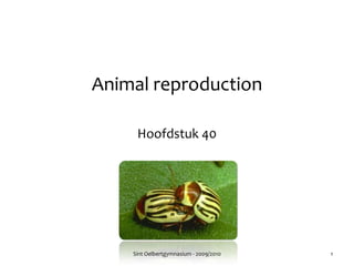 Animalreproduction Hoofdstuk 40 Sint Oelbertgymnasium - 2009/2010 1 