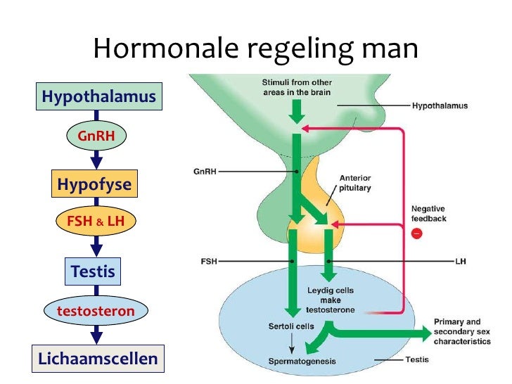 Hoofdstuk 40 - Audesirk