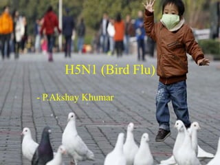 H5N1 (Bird Flu)
- P.Akshay Khumar
 